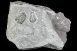Elrathia Trilobite Pair In Shale - Wheeler Shale, Utah #105579-1